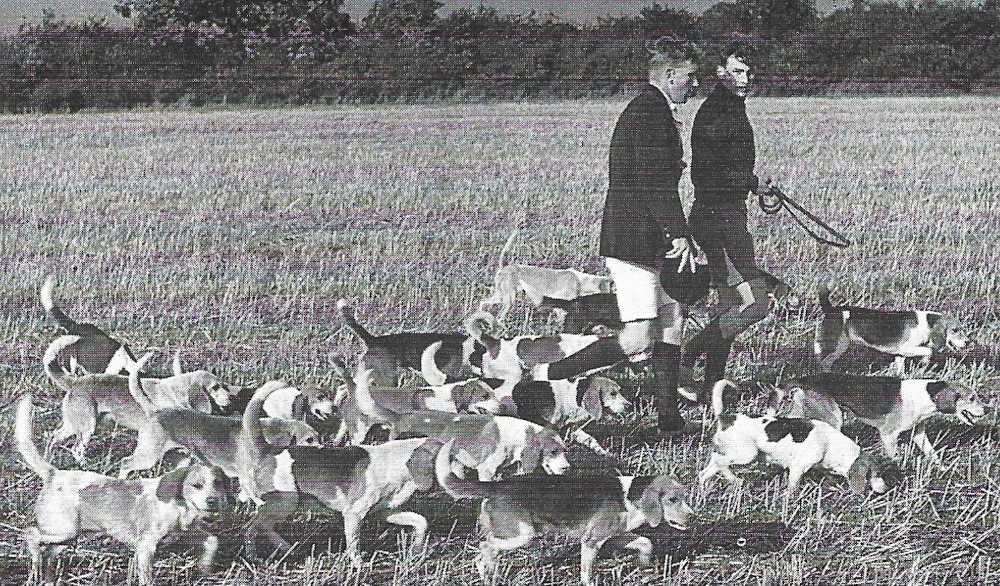 The North Bucks Beagles, 1950