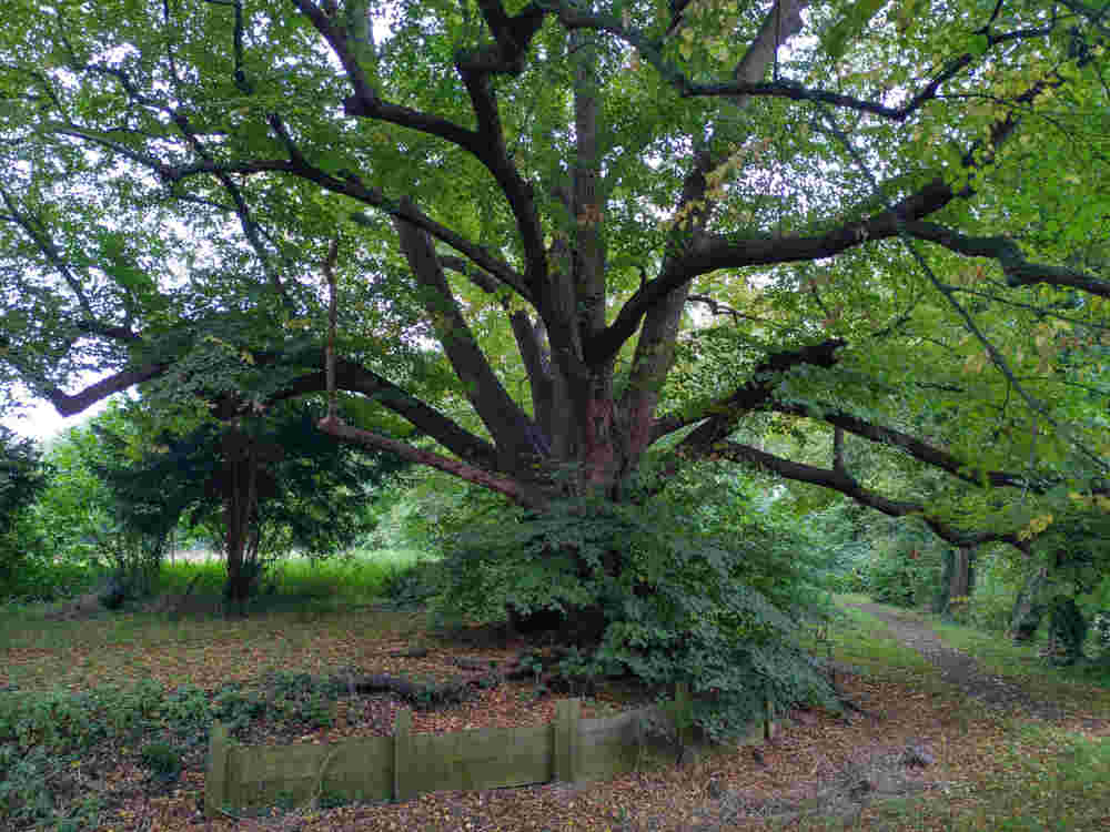 The Lime Tree at Great Linford Manor Park